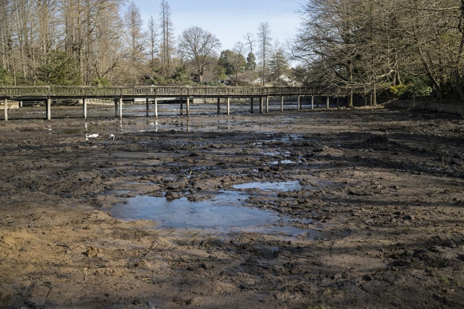 【心霊】井の頭公園｜弁財天の呪いで次々消えるカップルと水中の異変