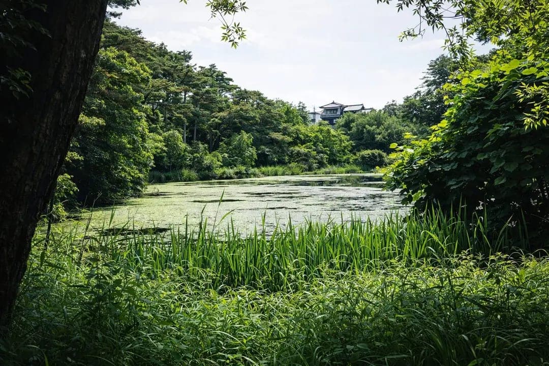【心霊】じゅんさい池公園｜昼は穏やかな公園で夜に目撃される女の霊の真相